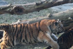 zoo-wuppertal-tschuna-daseep-08-164