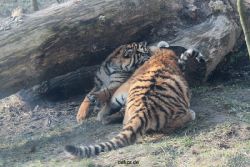 zoo-wuppertal-tschuna-daseep-08-165