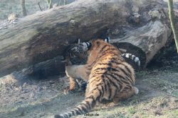 zoo-wuppertal-tschuna-daseep-08-166