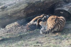 zoo-wuppertal-tschuna-daseep-08-167