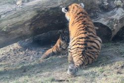 zoo-wuppertal-tschuna-daseep-08-168