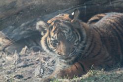 zoo-wuppertal-tschuna-daseep-08-169