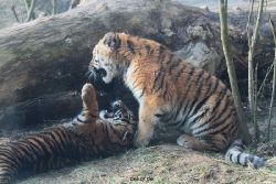 zoo-wuppertal-tschuna-daseep-08-170