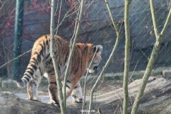 zoo-wuppertal-tschuna-daseep-08-171