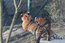 zoo-wuppertal-tschuna-daseep-08-172