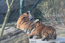 zoo-wuppertal-tschuna-daseep-08-173