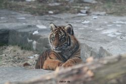 zoo-wuppertal-tschuna-daseep-08-174
