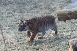 zoo-wuppertal-tschuna-daseep-08-175