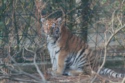 zoo-wuppertal-tschuna-daseep-08-176