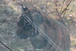 zoo-wuppertal-tschuna-daseep-08-177