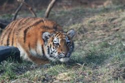 zoo-wuppertal-tschuna-daseep-08-179
