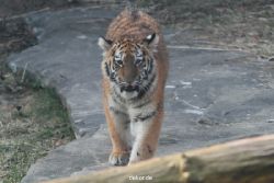 zoo-wuppertal-tschuna-daseep-08-180