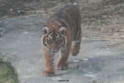 zoo-wuppertal-tschuna-daseep-08-181