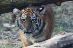 zoo-wuppertal-tschuna-daseep-08-182
