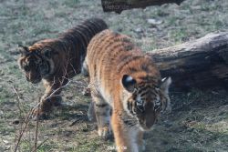 zoo-wuppertal-tschuna-daseep-08-184