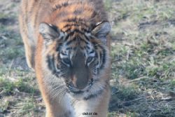 zoo-wuppertal-tschuna-daseep-08-185