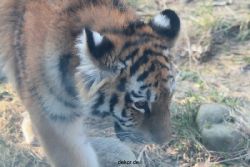 zoo-wuppertal-tschuna-daseep-08-186