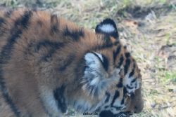 zoo-wuppertal-tschuna-daseep-08-187