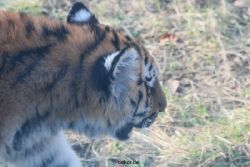 zoo-wuppertal-tschuna-daseep-08-188