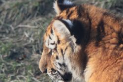 zoo-wuppertal-tschuna-daseep-08-189