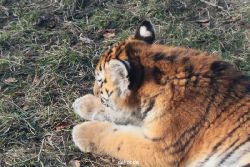 zoo-wuppertal-tschuna-daseep-08-190