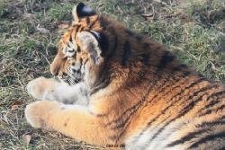 zoo-wuppertal-tschuna-daseep-08-191