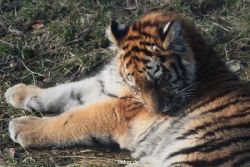 zoo-wuppertal-tschuna-daseep-08-192