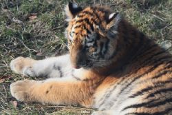 zoo-wuppertal-tschuna-daseep-08-193