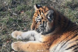 zoo-wuppertal-tschuna-daseep-08-194