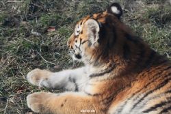 zoo-wuppertal-tschuna-daseep-08-195
