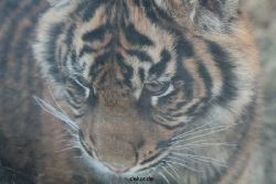 zoo-wuppertal-tschuna-daseep-08-196