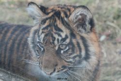 zoo-wuppertal-tschuna-daseep-08-197