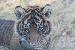 zoo-wuppertal-tschuna-daseep-08-198