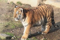 zoo-wuppertal-tschuna-daseep-08-199