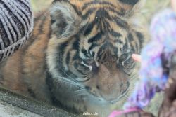 zoo-wuppertal-tschuna-daseep-08-201