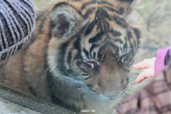 zoo-wuppertal-tschuna-daseep-08-202
