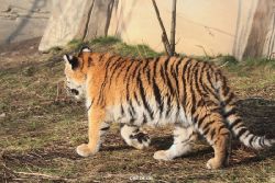 zoo-wuppertal-tschuna-daseep-08-203