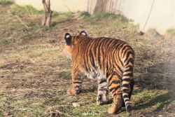 zoo-wuppertal-tschuna-daseep-08-204