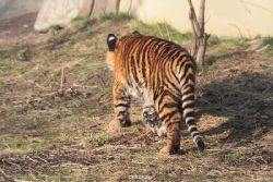 zoo-wuppertal-tschuna-daseep-08-205