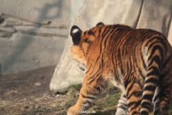 zoo-wuppertal-tschuna-daseep-08-206