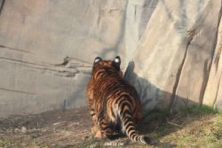 zoo-wuppertal-tschuna-daseep-08-207