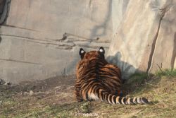 zoo-wuppertal-tschuna-daseep-08-208