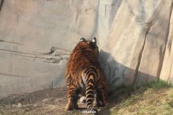 zoo-wuppertal-tschuna-daseep-08-209
