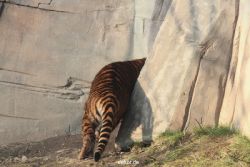 zoo-wuppertal-tschuna-daseep-08-210