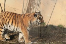 zoo-wuppertal-tschuna-daseep-08-212