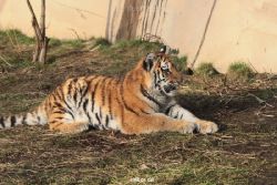 zoo-wuppertal-tschuna-daseep-08-213