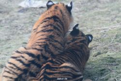 zoo-wuppertal-tschuna-daseep-08-215