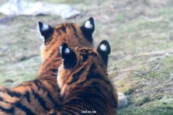 zoo-wuppertal-tschuna-daseep-08-216