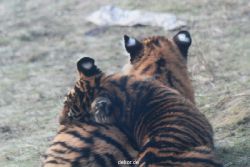 zoo-wuppertal-tschuna-daseep-08-217