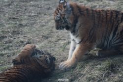 zoo-wuppertal-tschuna-daseep-08-218